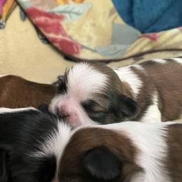Shih Tzu Puppies from Simply Shih Tzu