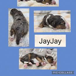 JayJay - Blue merle male Bernedoodle puppy in Boaz, Alabama from Lovin' Doodles