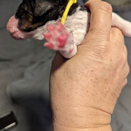 Bearded Retriever, Bernedoodle, and Poodle Puppies from Doodle Belle Puppy