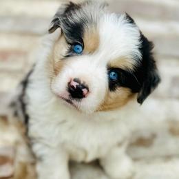 Grant - Blue merle male Miniature Australian Shepherd puppy in Luling, Texas from Little Wood Toy and Mini Aussies
