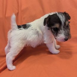 Wire Fox Terriers from RUFF-N-READY GROOMING & BREEDING