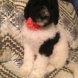 Poodle Puppies from Timber Hills Poodles and Doodles