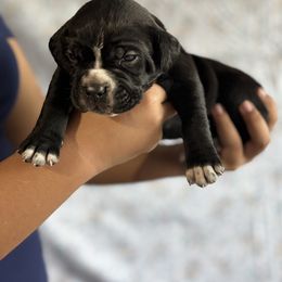Cane Corso and Miniature Schnauzer Puppies from P1FamilyCanines