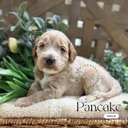 Pancake - Red male Bernedoodle puppy in Temecula, California from Brookside Bernedoodles