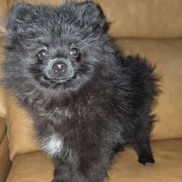 Hunnibunnies shadow - Black parti male Pomeranian puppy in Cleveland, Ohio from Hunnibunnies