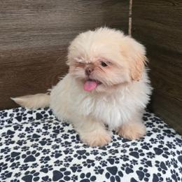 Male 1 - Lilac male Shih Tzu puppy in Meadows Of Dan, Virginia from Walt’s Shih Tzus