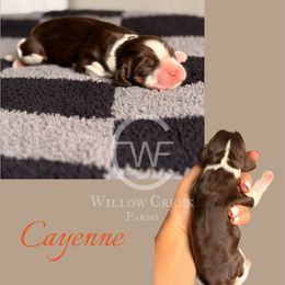 Cayenne - Liver white and tan female English Springer Spaniel puppy in Uvalda, Georgia from Willow Creek Farms