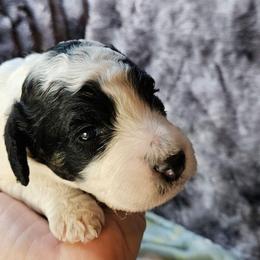 Toby - Tri-color male Cavapoo puppy in Underwood, Minnesota from Tru Cuddle Pups