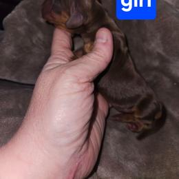 Girl 3 - Chocolate and tan female Dachshund puppy in Lansing, Michigan from Black Thunder 517 Cane Corso and Dachshunds and frenchies