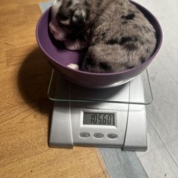 Miniature Australian Shepherd and Toy Australian Shepherd Puppies from Cherry Grove Kennel