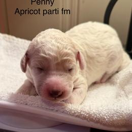 Penny - Parti female Poodle puppy in Washington, Pennsylvania from Patriotic Poodles
