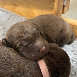 Boy 2 - male Labrador Retriever puppy in Eugene, Oregon from McKenzie Reign Labradors