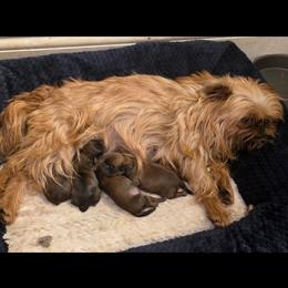 Brussels Griffon puppies from Griffs & Giggles Ranch - The Cortez Family