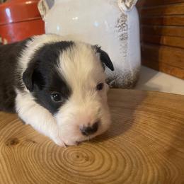 Conor - Black and white male Border Collie puppy in Lakeview, Michigan from Haven Creek Farm