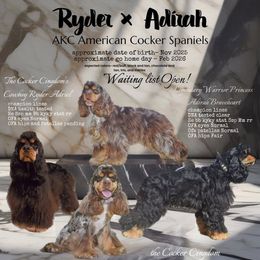 Cocker Spaniel puppies from The Cocker Cingdom