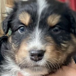 Kaneohe - Australian Shepherd puppy from Cranberry Hill Aussies