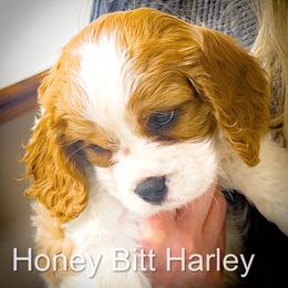 Harley - Blenheim male Cavalier King Charles Spaniel puppy in Maple Grove, Minnesota from Honey Bit Kennels