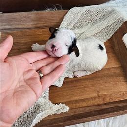 Zen - Black and white male Bernedoodle puppy in Decatur, Georgia from So Adoodable