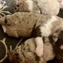 Goldendoodle and Poodle Puppies from Victoria’s Designer Doodles