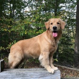 Golden Retrievers from Goldenaire Retrievers