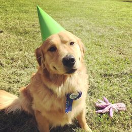 Finn  - Golden Retriever