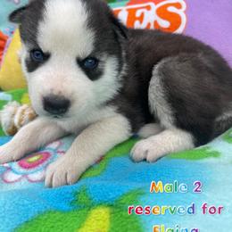 Siberian Husky Puppies from Siberian Huskies-Beckham the Great