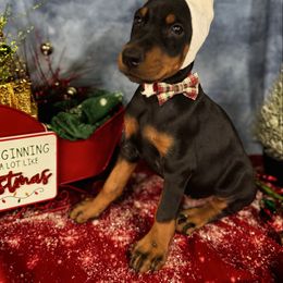 Grady - Black and rust male Doberman Pinscher puppy in Aredale, Iowa from Royal Dynasty Dobermann Kennel