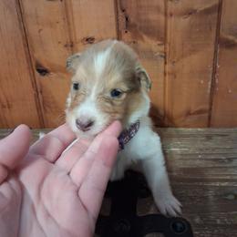 Girl 1 - Sable merle and white female Collie puppy in Montpelier, Virginia from Gun Barrel Collies