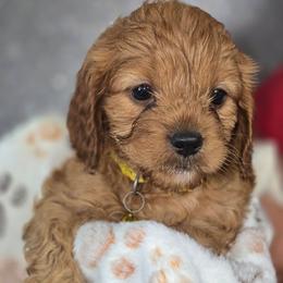 Cinnamon - Red female Cavapoo puppy in Decatur, Illinois from Petite Pups