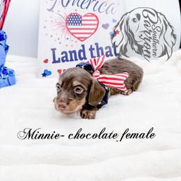Minnie - Chocolate and tan female Dachshund puppy in Prairieville, Louisiana from Southern Barron Danes & Dachshunds