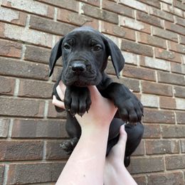 Light blue collar - Black female Great Dane puppy in Ider, Alabama from Sand Mountain Danes LLC