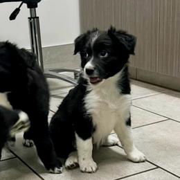 Neva - Black & white female Australian Shepherd puppy in Piedmont, Oklahoma from HeartDriven Aussies