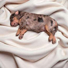Scarecrow - Blue merle male Aussiedoodle puppy in Sparta, Missouri from Sis' Doodles & Poodles