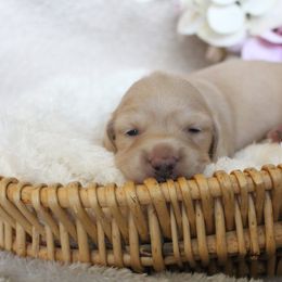 Dachshund Puppies from Shoebox Doxie’s