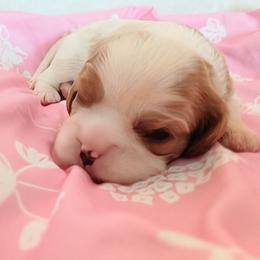 Cherry - Blenheim female Cavalier King Charles Spaniel puppy in Dallas, Texas from Holliday Cavalier King Charles Spaniels