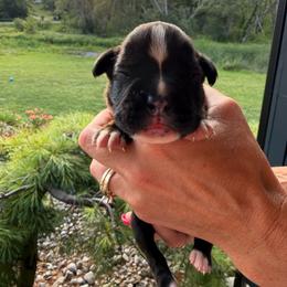 Adele - Brindle female Boxer puppy in Jamesville, New York from Reynolds Homestead Boxers