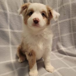 Miniature Australian Shepherds from J&J Mini Aussies