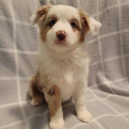 Miniature Australian Shepherds from J&J Mini Aussies