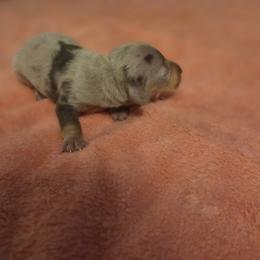 Sling - Dapple male Dachshund puppy in Springtown, Texas from Chelsie's Dachshunds