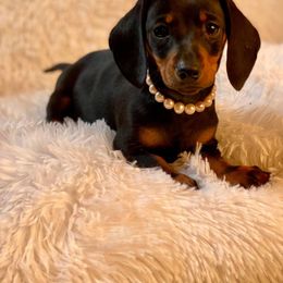 Dachshund and Miniature Schnauzer Puppies from The Bossy Doxie Farm