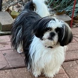 Shih Tzus from Shih Tzu is a Heaven