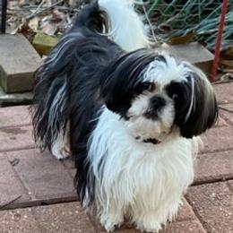 Shih Tzus from Shih Tzu is a Heaven