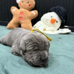 Dancer - Gray female Cane Corso puppy in Utah from 3Lake Kennelz