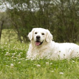 Woody - Golden Retriever