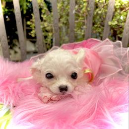 Swan - White female Bichon Frise puppy in Upland, California from Prime Paradise Kennel