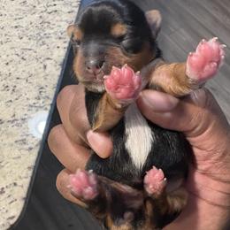Girl 3 - female Yorkshire Terrier puppy in Jacksonville, Florida from Lake Shore Yorkies