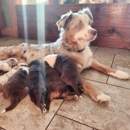 Rajah - Australian Shepherd