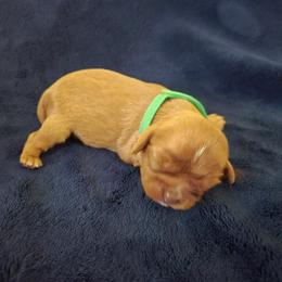 Juno - Ruby male Cavalier King Charles Spaniel puppy in Sunny Valley, Oregon from Sunny Valley Cavaliers