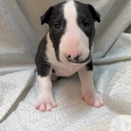 Truffs - Black brindle and white male Bull Terrier puppy in Colville, Washington from Mark My Words Bull Terriers