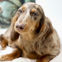 Dachshund puppies from 30 Acre Woods Dachshunds
